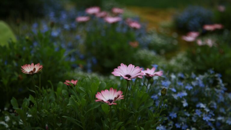 Le chrysanthème