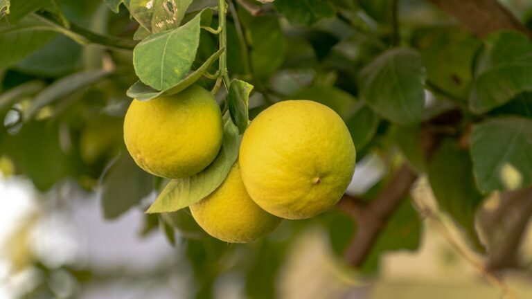 Charme du citron