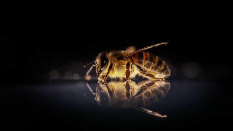 L&rsquo;abeille