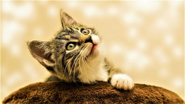 Les pouvoirs magiques du chat