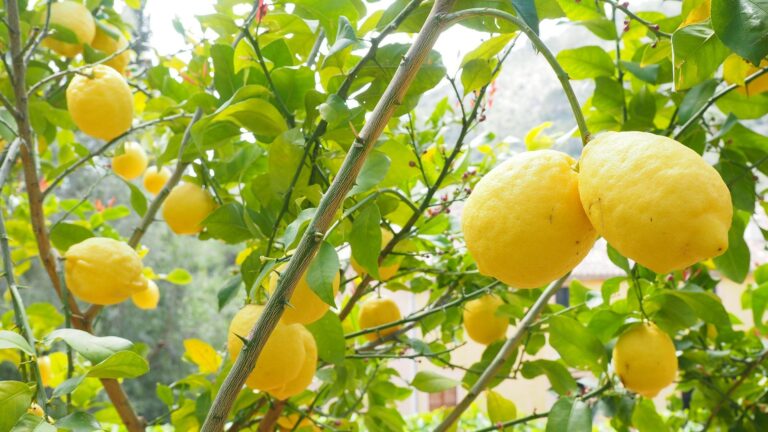 Le citronnier en magie sorcière