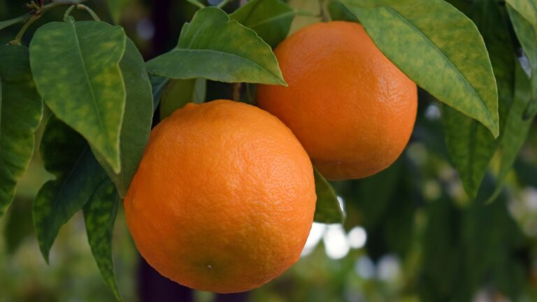 🍊 Rituel de l’Orange Solaire et de la Flamme Verte — Appel à la Prospérité 🌿