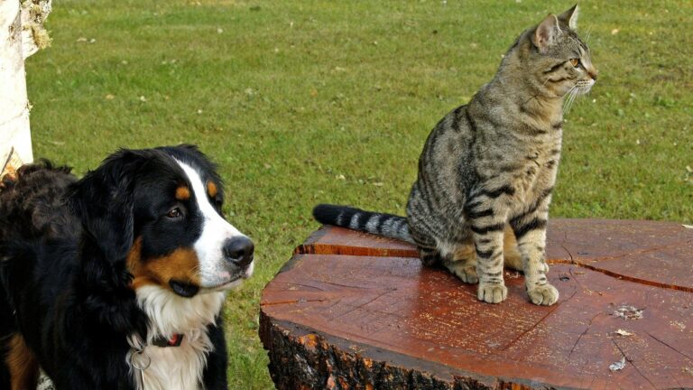 Sort de Nettoyage et de Protection des Animaux